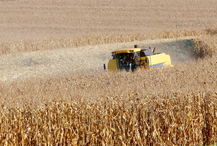 Cresce a Remuneração dos Produtores de Milho no Paraná em Outubro
