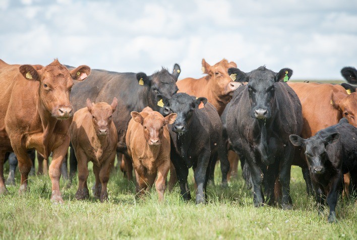 Seminário no Universo Pecuária Debaterá Cruzamentos e Melhoramento Genético de Bovinos
