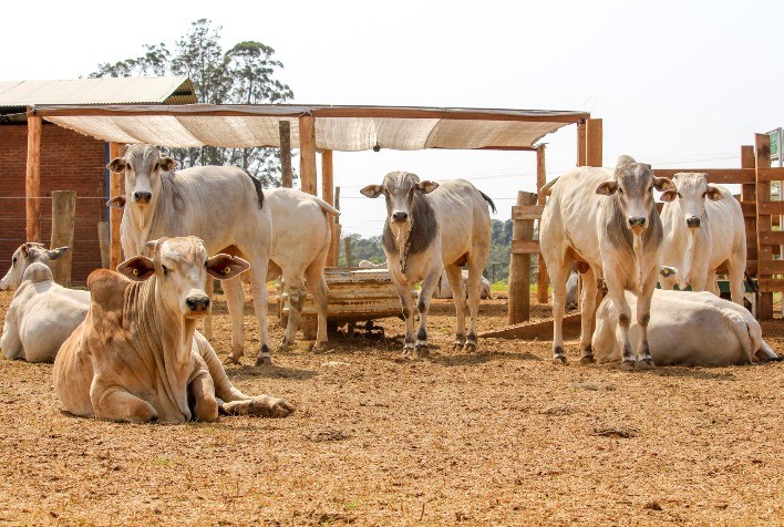 Nutrição e Controle Parasitário Impulsionam Produtividade Pecuária no Período das Águas