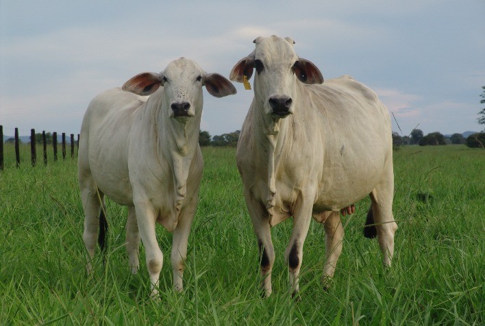 A importância da nutrição na gestação de vacas de corte para o potencial produtivo da progênie