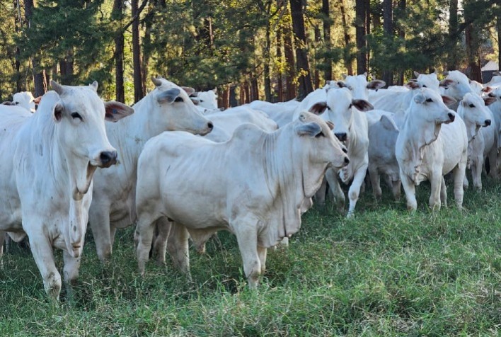 Trouw Nutrition Apresenta Soluções Inovadoras no Circuito Cria da Scot Consultoria