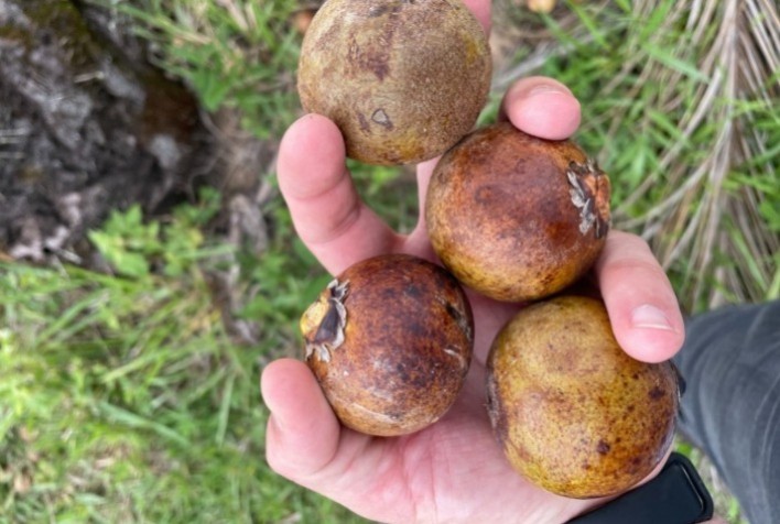 BNDES Aprova Financiamento de R$ 258 Milhões para Acelen Desenvolver Macaúba como Fonte de Combustíveis Renováveis