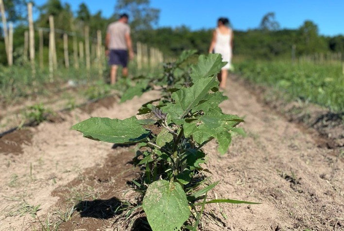 Desenvolvimento da Produção Orgânica no Brasil: Lançamento do Plano Nacional de Agroecologia