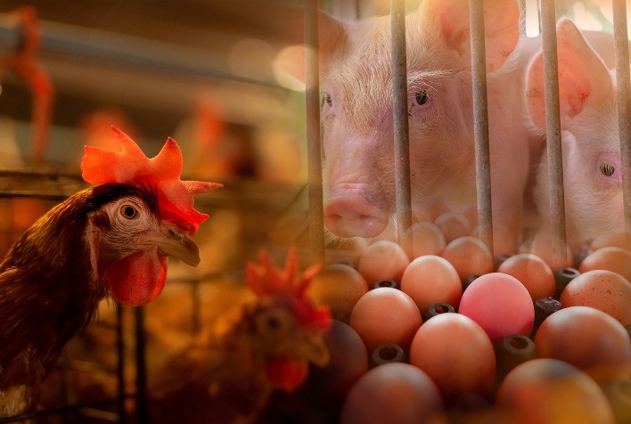 Estratégias para Reduzir o Uso de Antibióticos na Produção Animal: O Papel da Saúde Intestinal e da Biossegurança