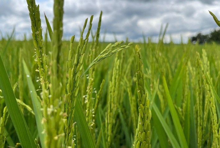 Inundações em Bangladesh causam destruição de 1,1 milhão de toneladas de arroz
