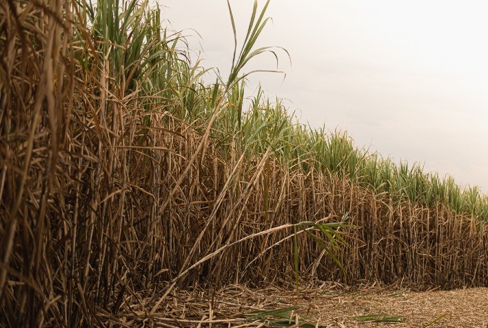 Conferência DATAGRO: Nitro destaca papel dos biocombustíveis para enfrentar desafios do setor sucroenergético