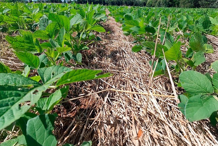 Plantio Direto: Sustentabilidade no Centro das Práticas Agrícolas Brasileiras