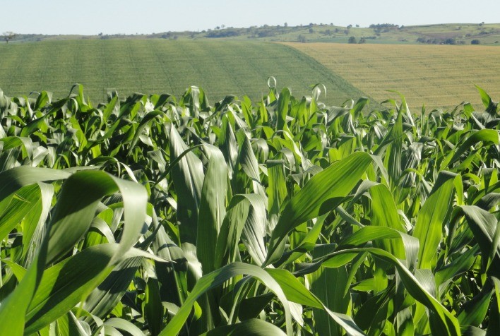 Aumento no Preço da Ureia Eleva Custos de Produção do Milho em Mato Grosso