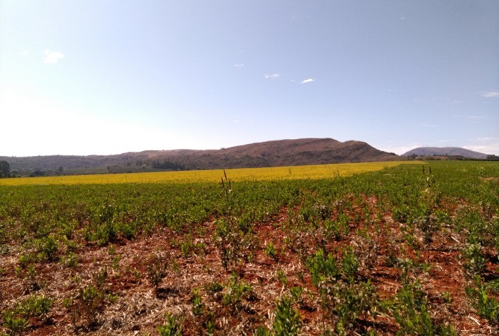 Startup avalia microbiologia do solo para potencializar a produção de soja no Cerrado
