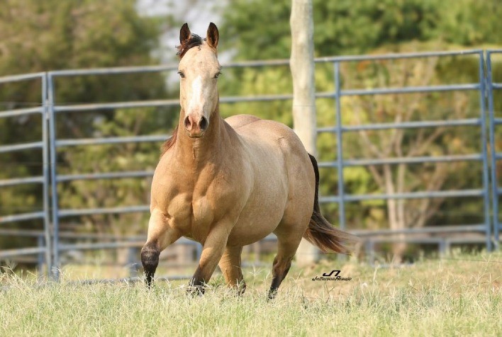 Feicorte Recebe Leilão de Cavalos Quarto de Milha e Paint Horse em Presidente Prudente (SP)