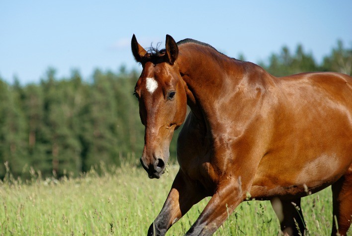 Abordagem das Miopatias em Equinos: Tratamentos e Cuidados Necessários