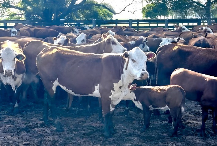 Planejamento Estratégico e Seleção de Touros: Chaves para uma Estação Reprodutiva Eficiente