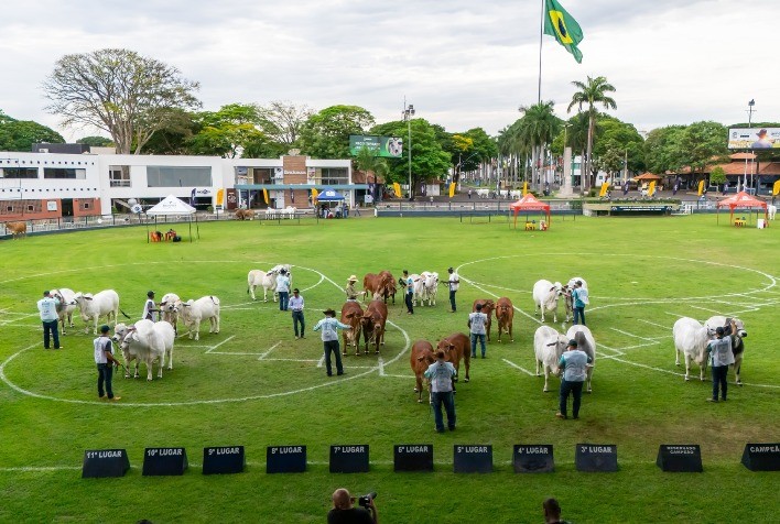 ExpoBrahman 2024: Celebração da Raça e Reconhecimento aos Campeões