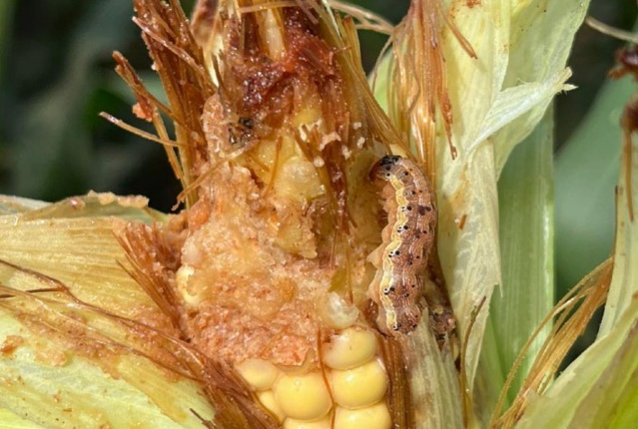 Aumento da pressão de lagartas resulta em elevação significativa no uso de inseticidas