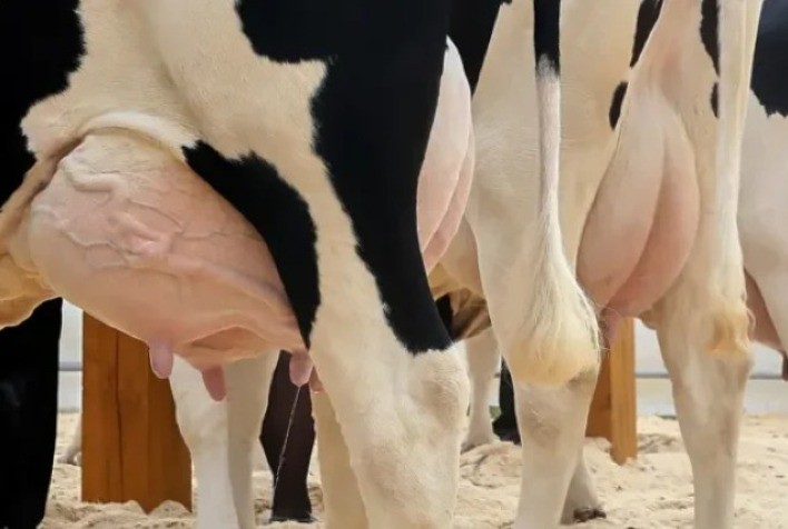 Variações climáticas afetam a saúde das vacas leiteiras e aumentam os casos de mastite