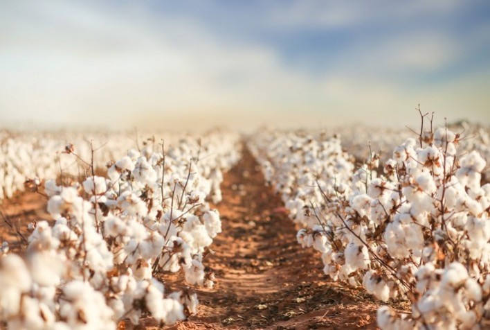 Preços do algodão em pluma mantêm-se estáveis no mercado interno