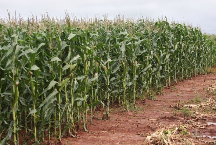 Aprosoja MT alerta sobre possíveis prejuízos na segunda safra de milho