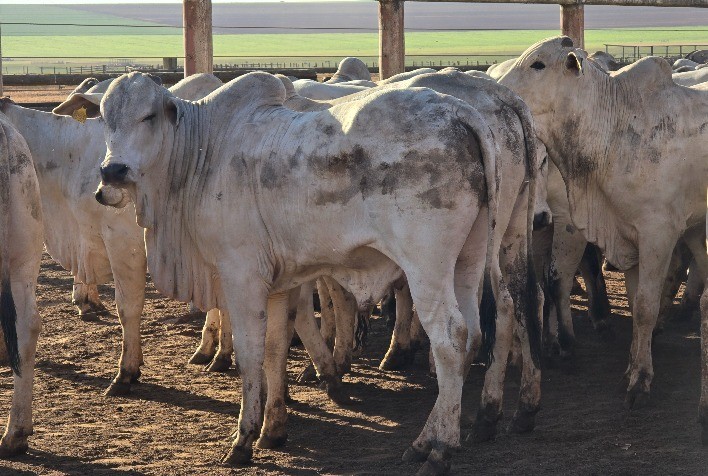 Escassez de oferta eleva preços do boi no Cepea