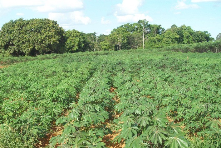 Dias Ensolarados Potencializam o Cultivo de Mandioca no Rio Grande do Sul