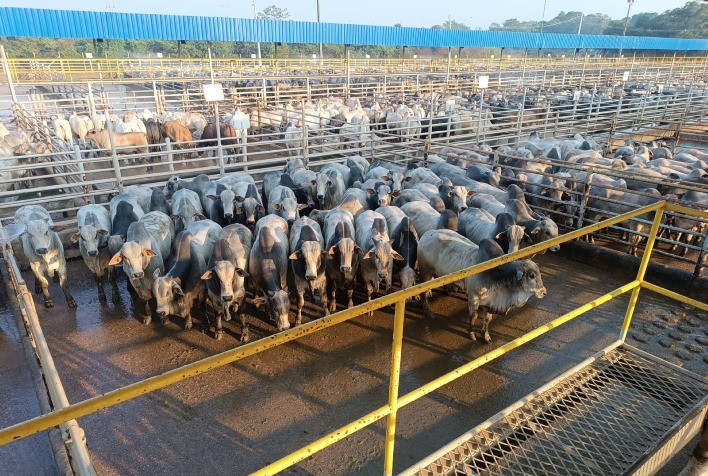 Vilhena Sedia 18ª Etapa do Circuito Nelore de Qualidade