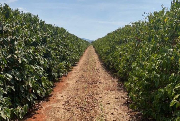 Avanços em Nanotecnologia Elevam a Produtividade da Cafeicultura em Minas Gerais