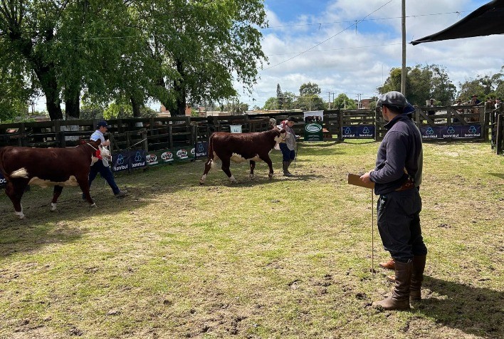 Santa Vitória do Palmar Encera Temporada de Exposições de Hereford e Braford