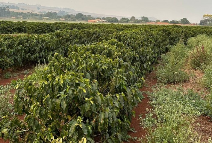 MaxiSolo Apresenta Fertilizante Inteligente para Cafeicultores e Produtores de Citros e Cana no Sudeste Brasileiro