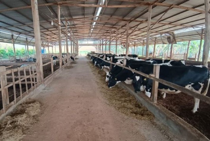 Capal Fomenta Avanços Genéticos em SP com Projeto de Inseminação Artificial