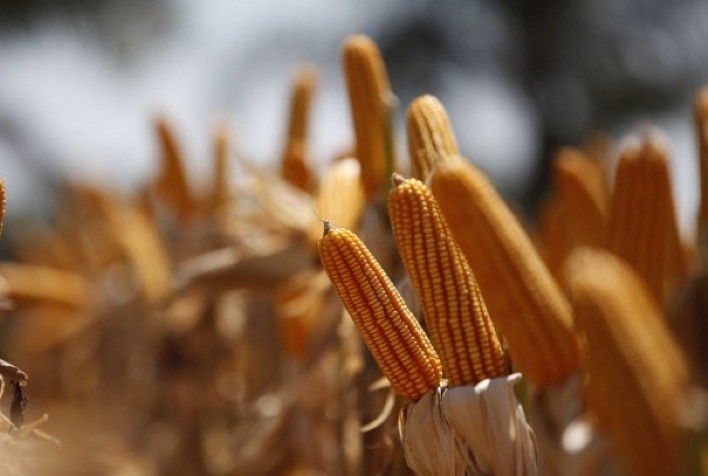 Preços do Milho em Alta com Oferta Limitada e Demanda Sustentada