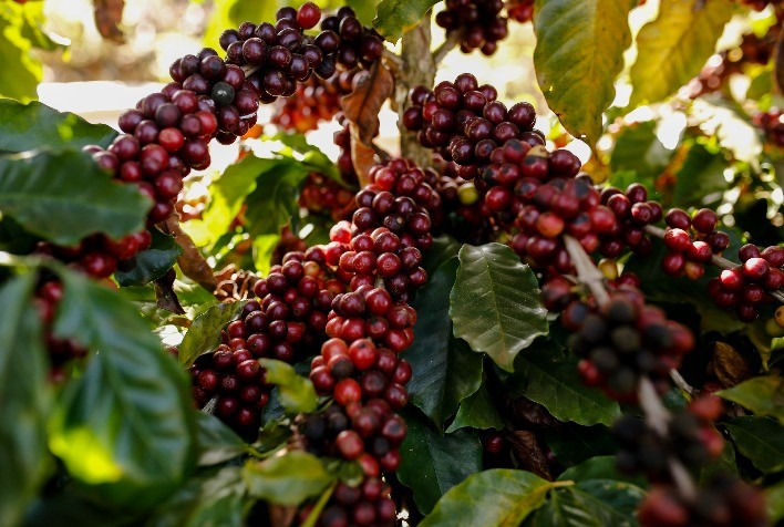 Cotações do Café Sofrem Queda nas Bolsas e no Brasil com Perspectivas Favoráveis para a Safra de 2025