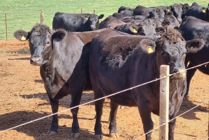 Associação Brasileira de Angus Promove Encontro de Produtores no Paraná para Difusão do Beef on Dairy