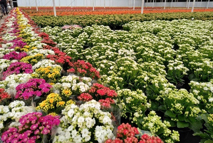 Venda de Flores para o Dia de Finados Cresce 6% e Novas Formas de Homenagens Emergente