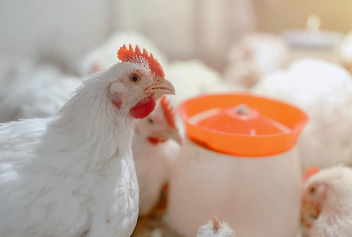 Custo de Nutrição se Destaca em Meio à Estabilidade do Mercado de Frango no Brasil