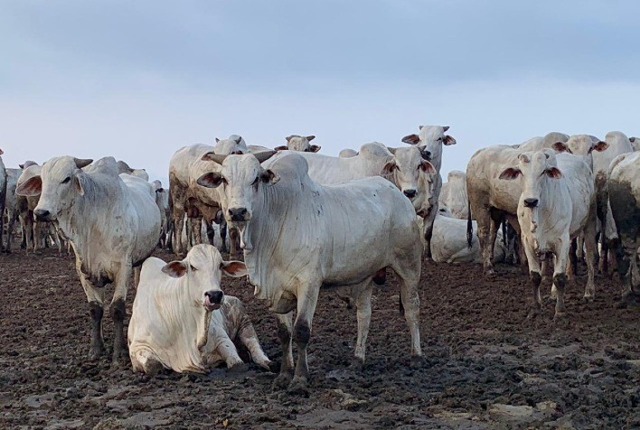 Mercado do Boi Gordos: Preços em Alta, Mas Com Sinais de Estagnação