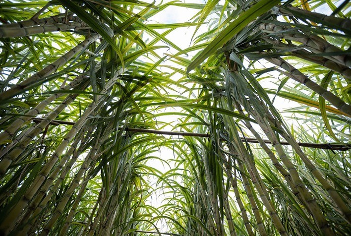 Déficit Hídrico e Perdas Bilionárias Atingem Safra de Cana-de-Açúcar no Brasil