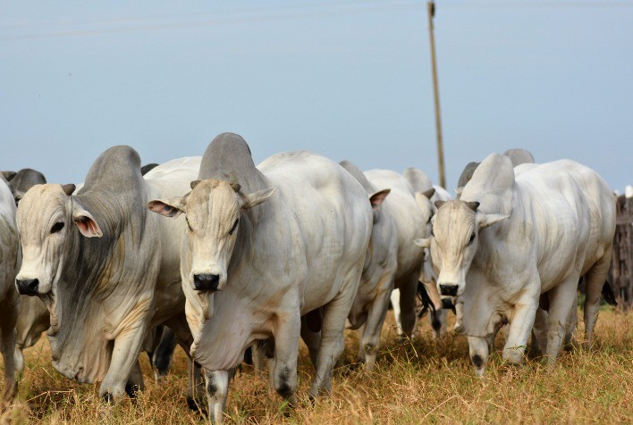 Expogenética MS: mais de 10 palestras sobre melhoramento genético marcam a programação