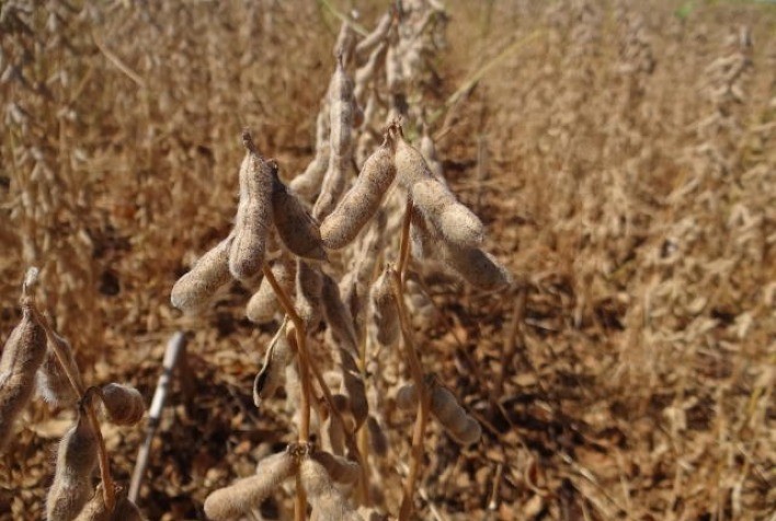 Aprosoja MT Defende Aperfeiçoamento do Seguro Rural por Meio de Projeto de Lei