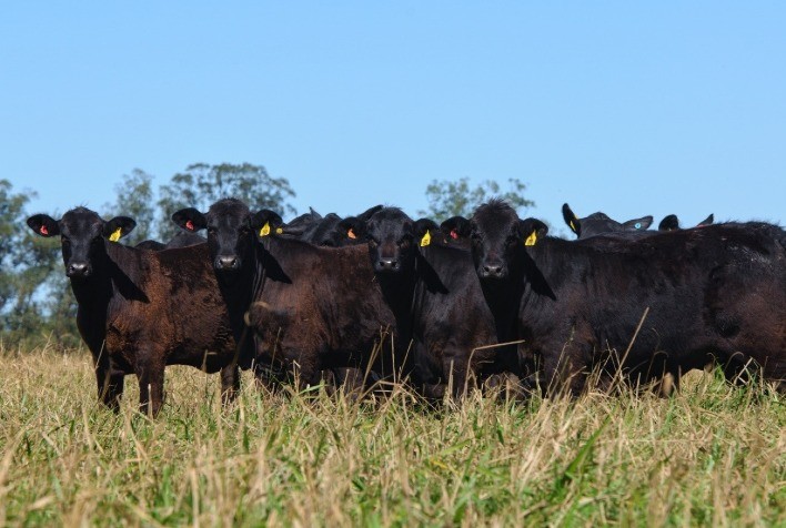 Fazendas de PR, SP, MG e MT Compõem Grupo de Elite na Primeira Prova de Eficiência Alimentar para Fêmeas Brangus