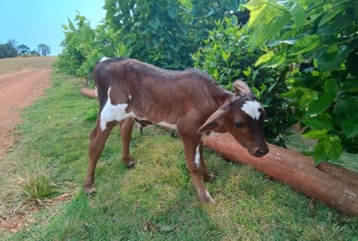 Capal Avança no Melhoramento Genético com Projeto de Inseminação Artificial em SP