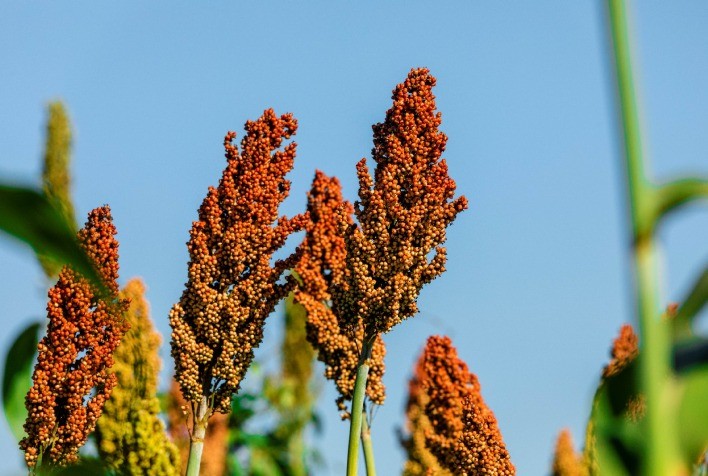 Sempre AgTech Introduz Híbrido de Sorgo com Ciclo Superprecoce e Alta Tolerância ao Estresse Hídrico