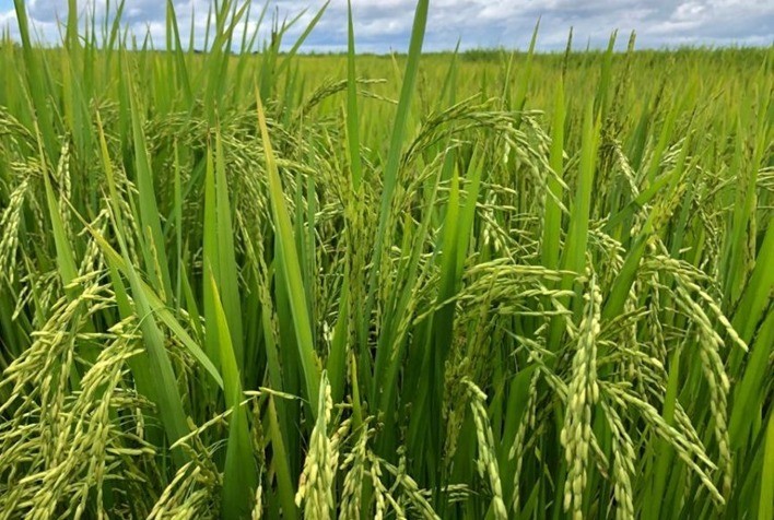 Produção de Arroz na Argentina Atinge 1,462 Milhão de Toneladas em 2024/25, Segundo USDA