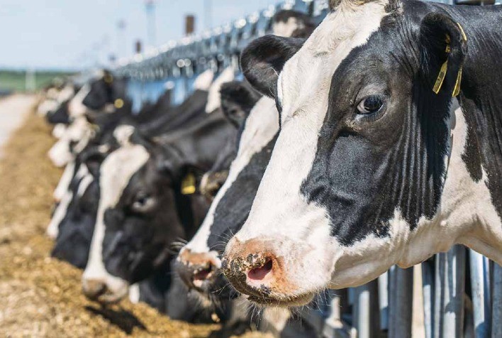 Governo de Goiás Anuncia Resultado Definitivo do PAA Leite 2024