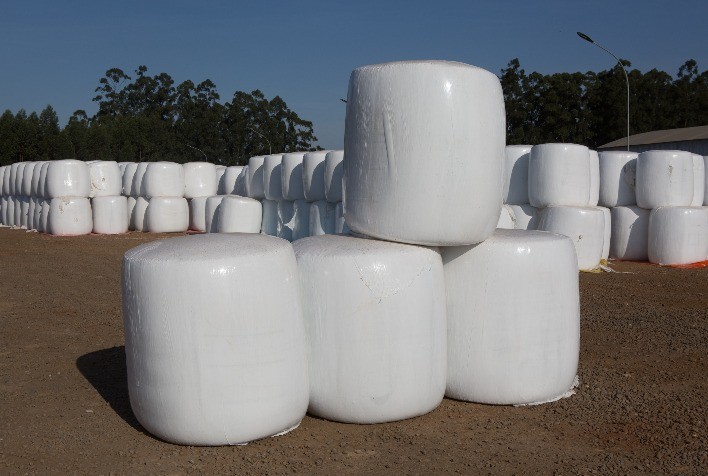 Mato Grosso: Aumento da Demanda Impulsiona Preços dos Subprodutos do Algodão