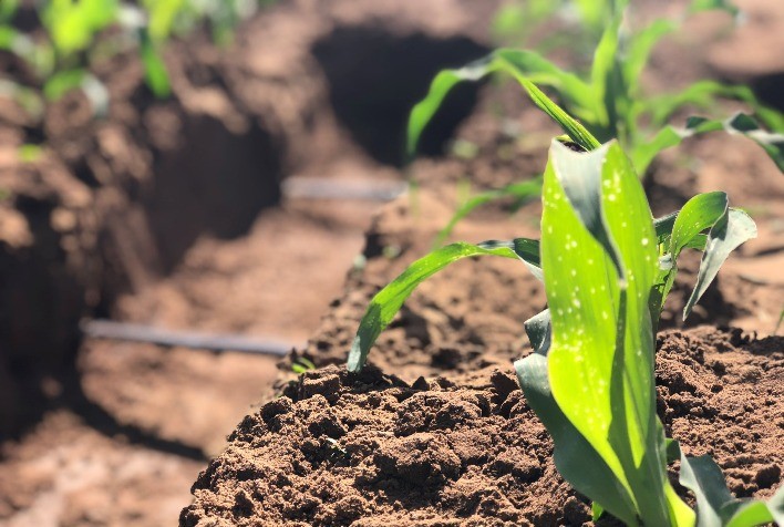 Desafios e Oportunidades da Irrigação no Brasil: Perspectivas para o Futuro da Produção Agrícola