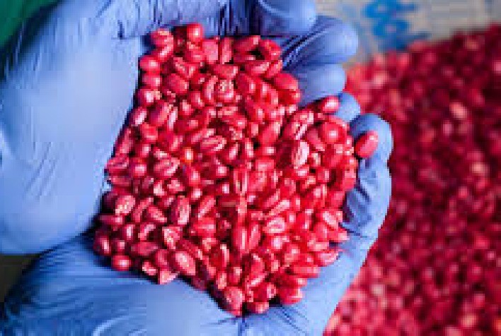 CRAS Brasil Estabelece Parceria com a Syngenta para Tratamento de Sementes de Amendoim