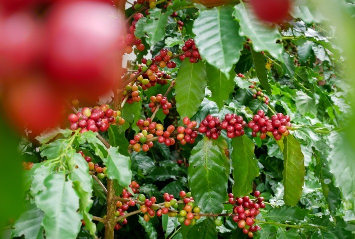 Governo de SP lança programa de incentivo à produção de Café Canephora