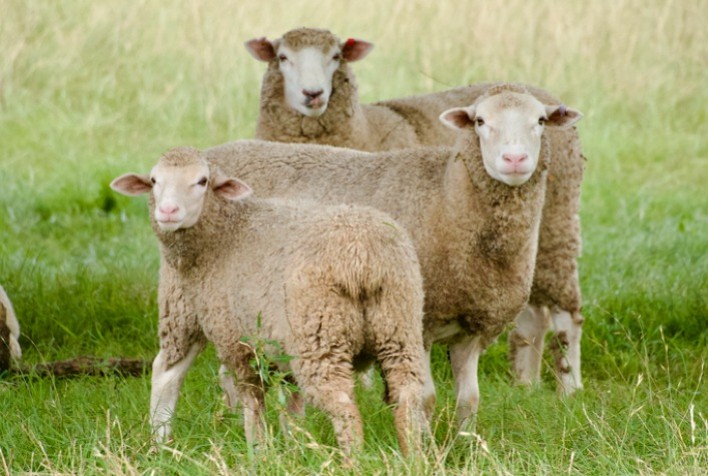 Produção de lã no Brasil: desafios do presente e perspectiva tecnológica para um setor em crise