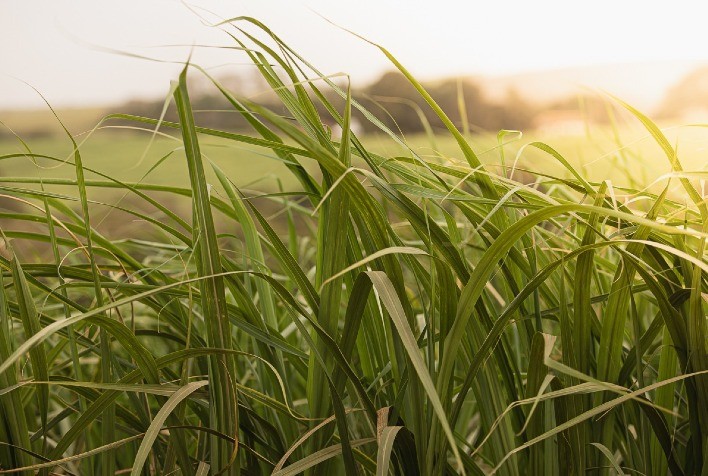 Ameaça ao Cultivo de Cana: Cigarrinha das Raízes Pode Reduzir Produtividade em Até 80%
