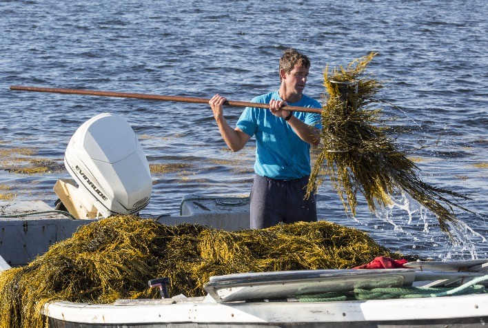 Bioestimulantes: Uma Solução Sustentável para os Desafios Agrícolas na América Latina
