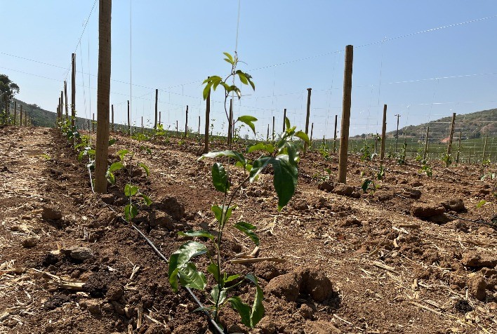 Coopercam Inicia Projeto Fruticultura para Diversificação de Culturas no Sul de Minas
